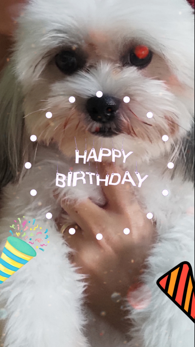 pets bday