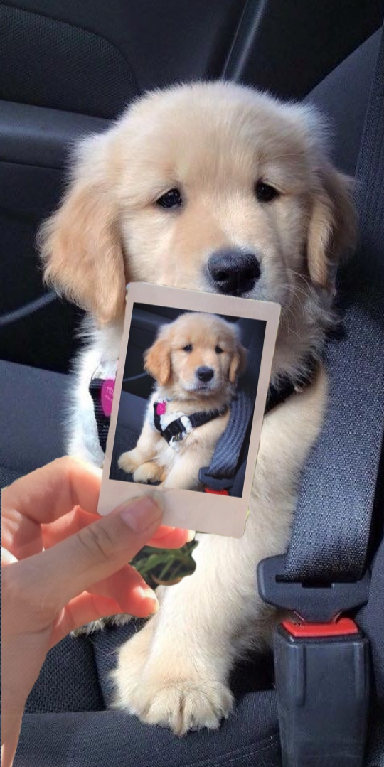 Amor de mascotas