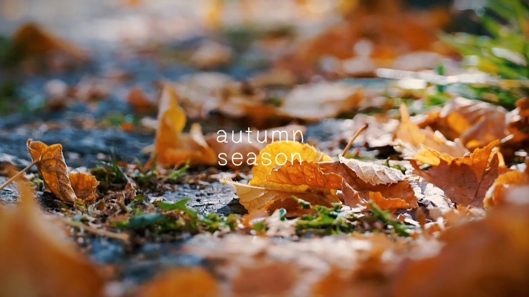 autumn season 