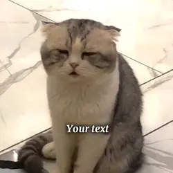 Sleepy cat