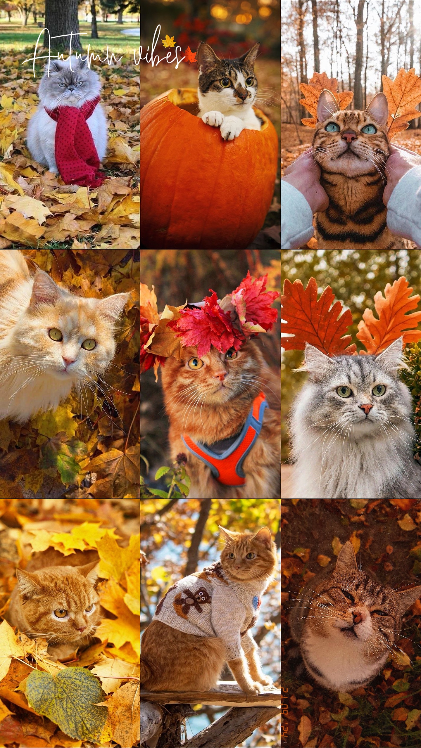 Herbst-Vibes