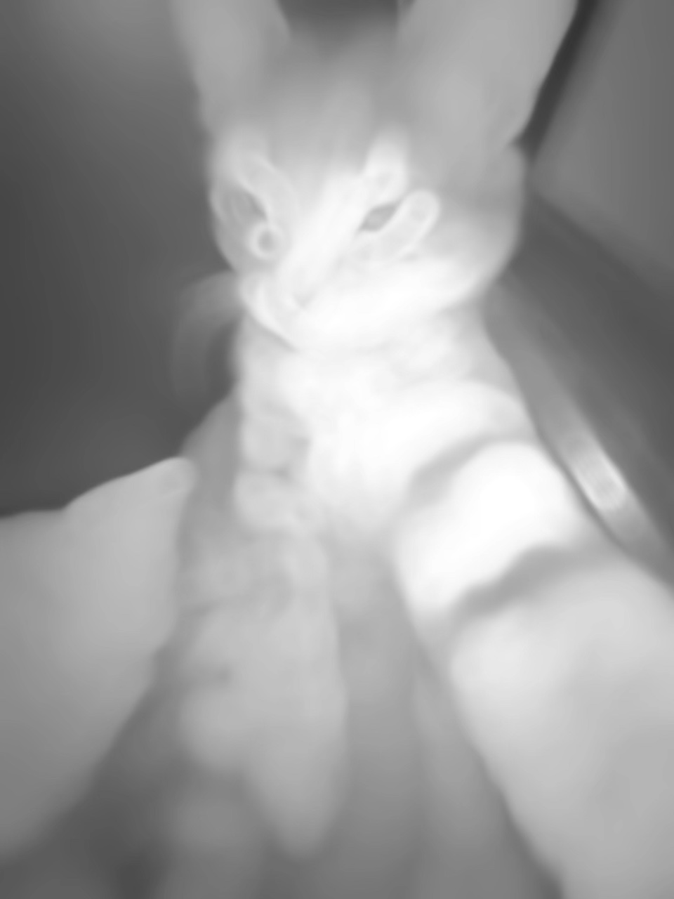 Gato Rizz
