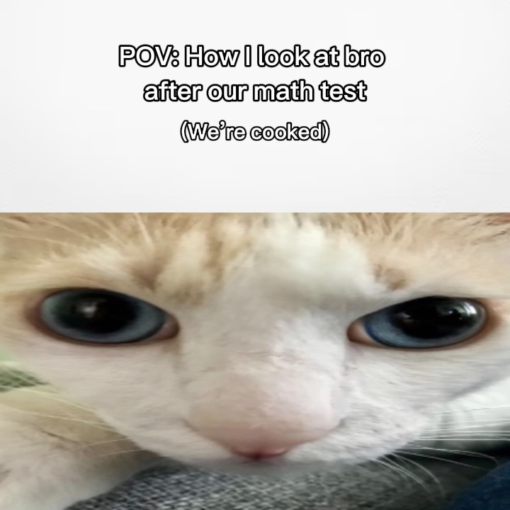 고양이 응시 밈 POV