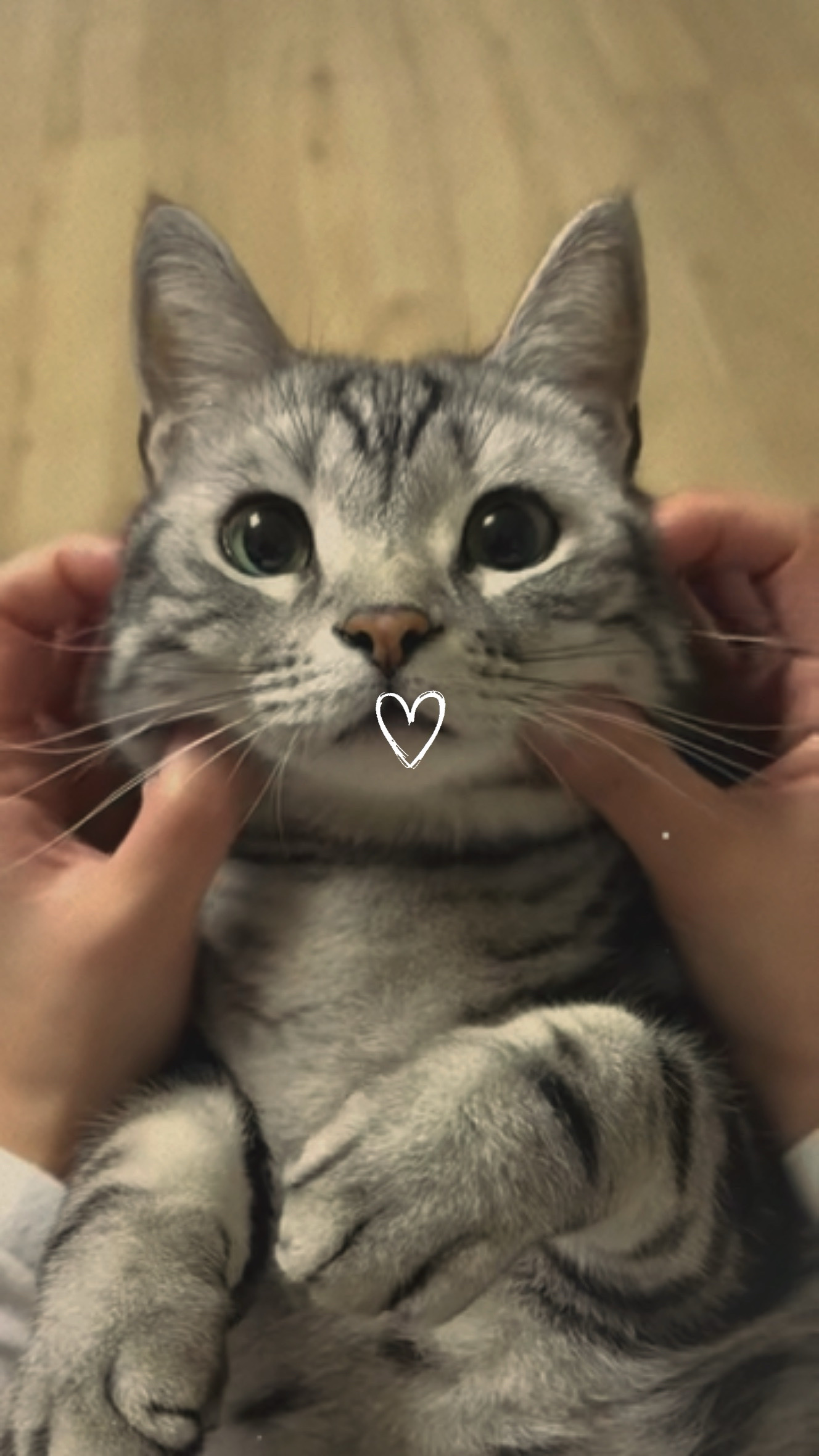 Mi gato
