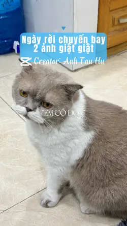 2 ảnh giật cute 🐈 