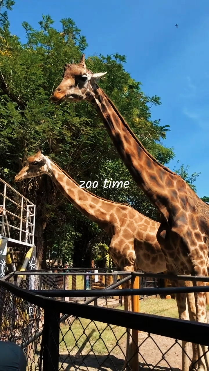 Tiempo de zoológico