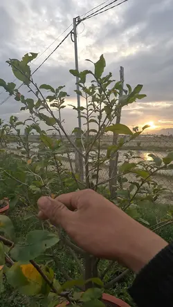 Vlog chill đồng quê