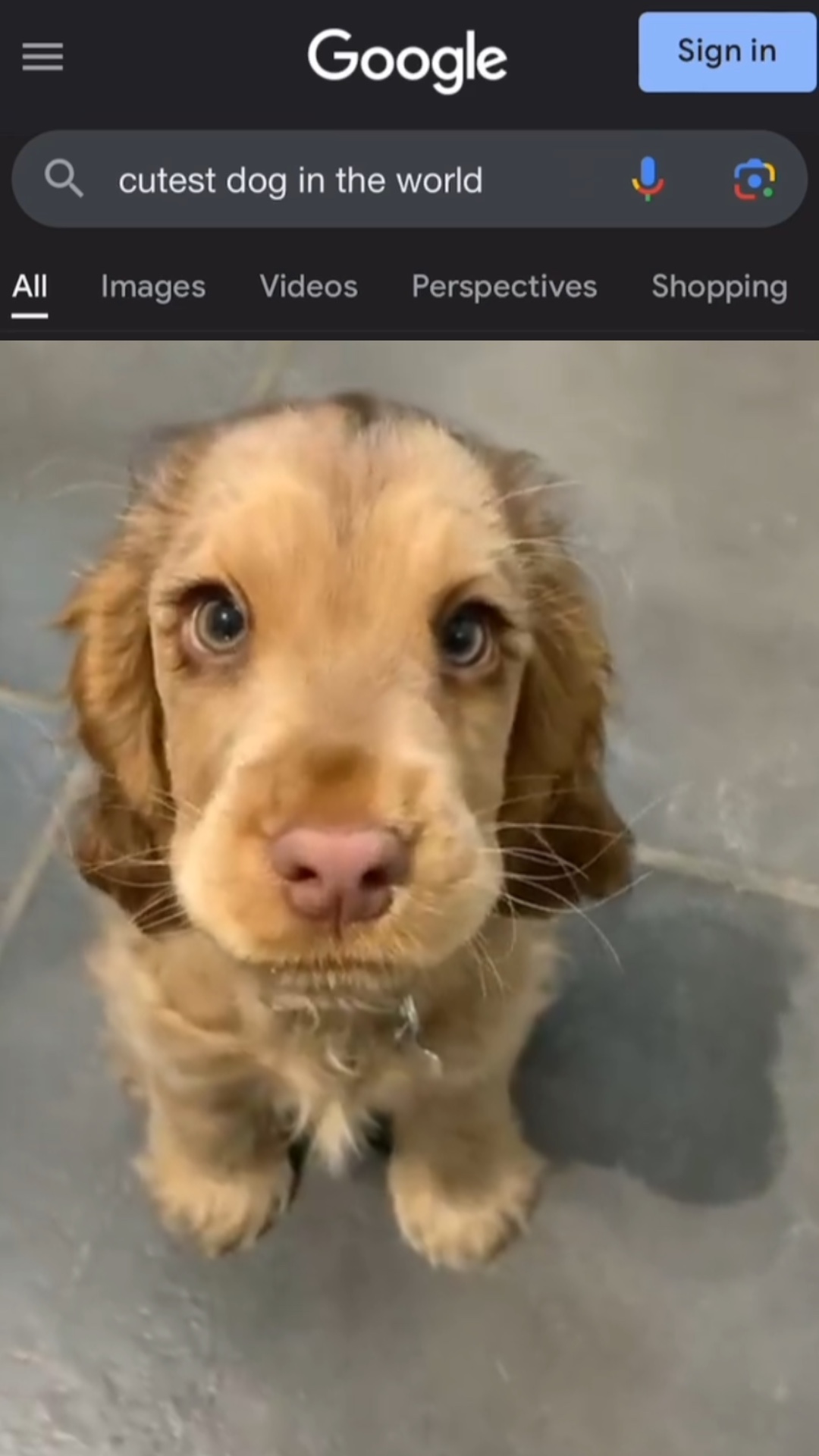 Der süßeste Hund der Welt 🌎