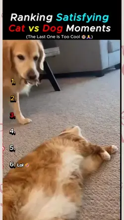 cat vs dog moments