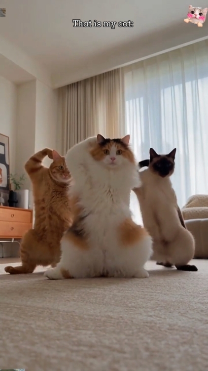Editar Gato. 