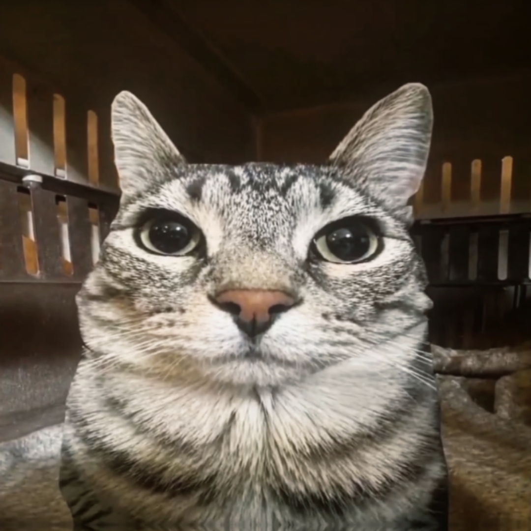 고양이 편집