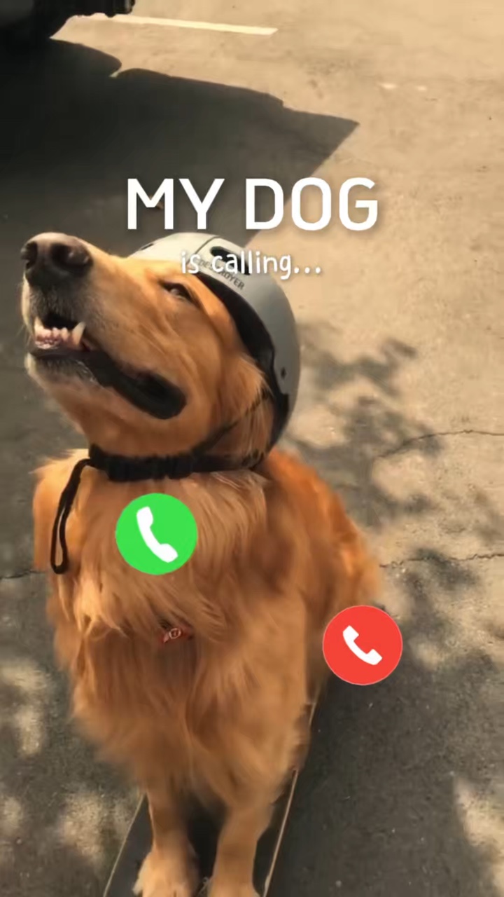 Dog dump photo