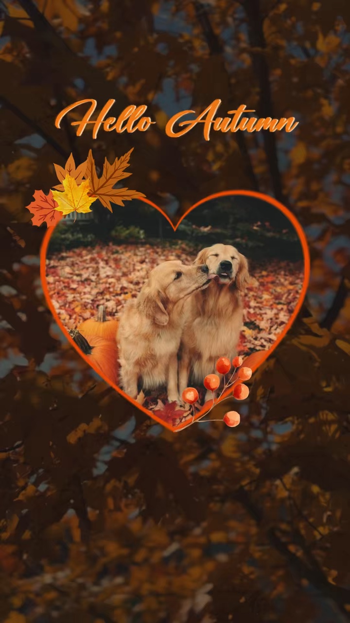 Herbst Hund