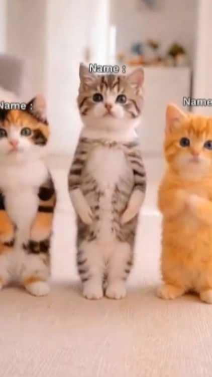 Chat mignon-