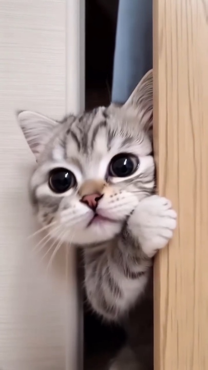 Kitten
