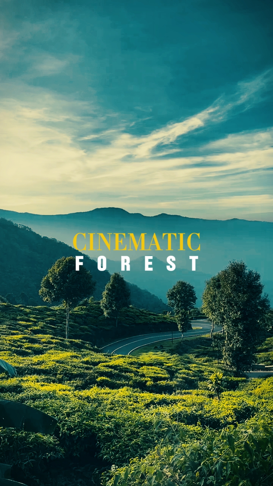 cinematic forest