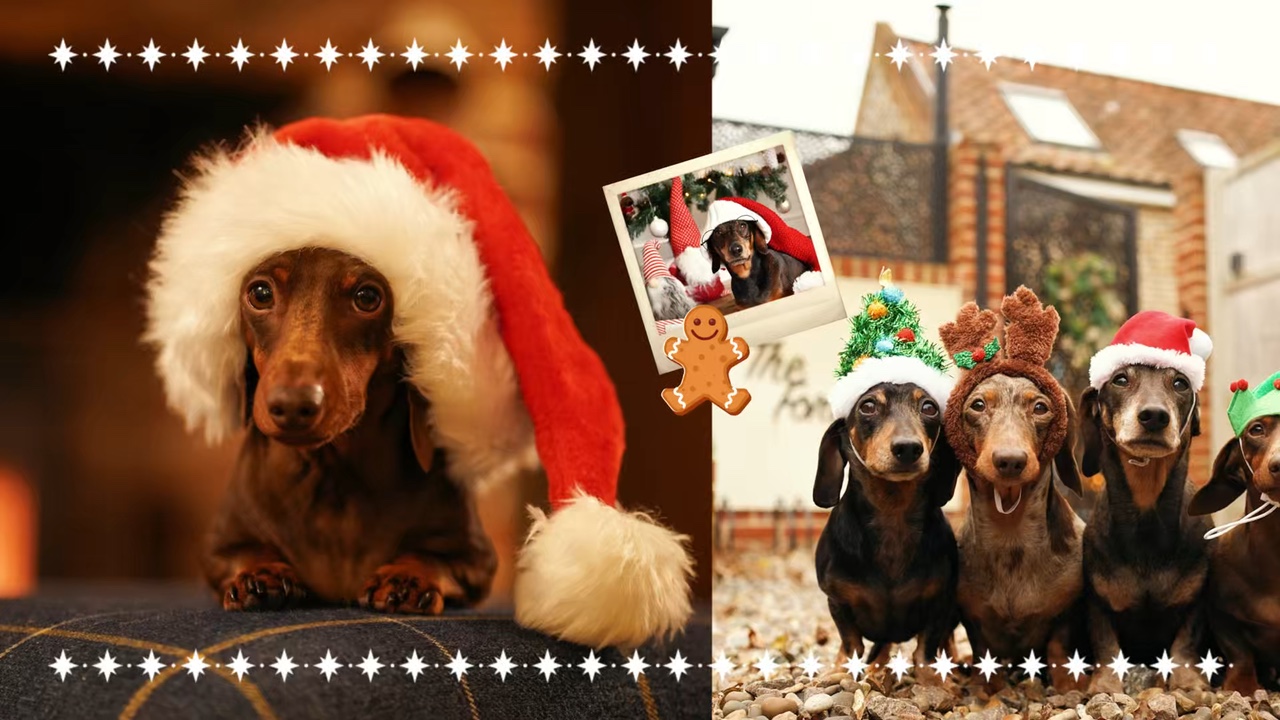 Joyeux Noël chien