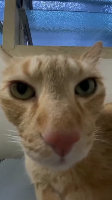 Embrasser un chat 