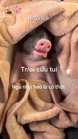 Mẫu ngủ như heo