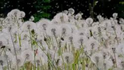 nature 5pics