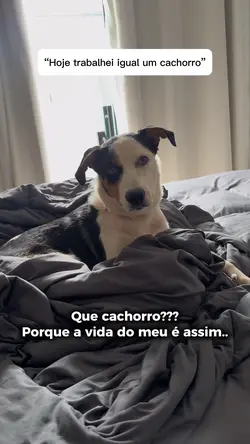 Vida de cachorro