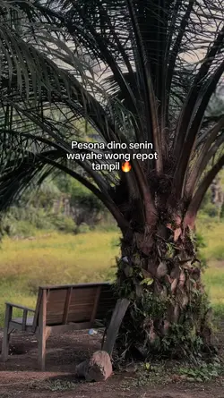 Pesona dino senin