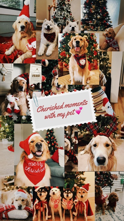 Weihnachten mein Haustier