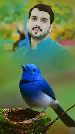 Birds new Template