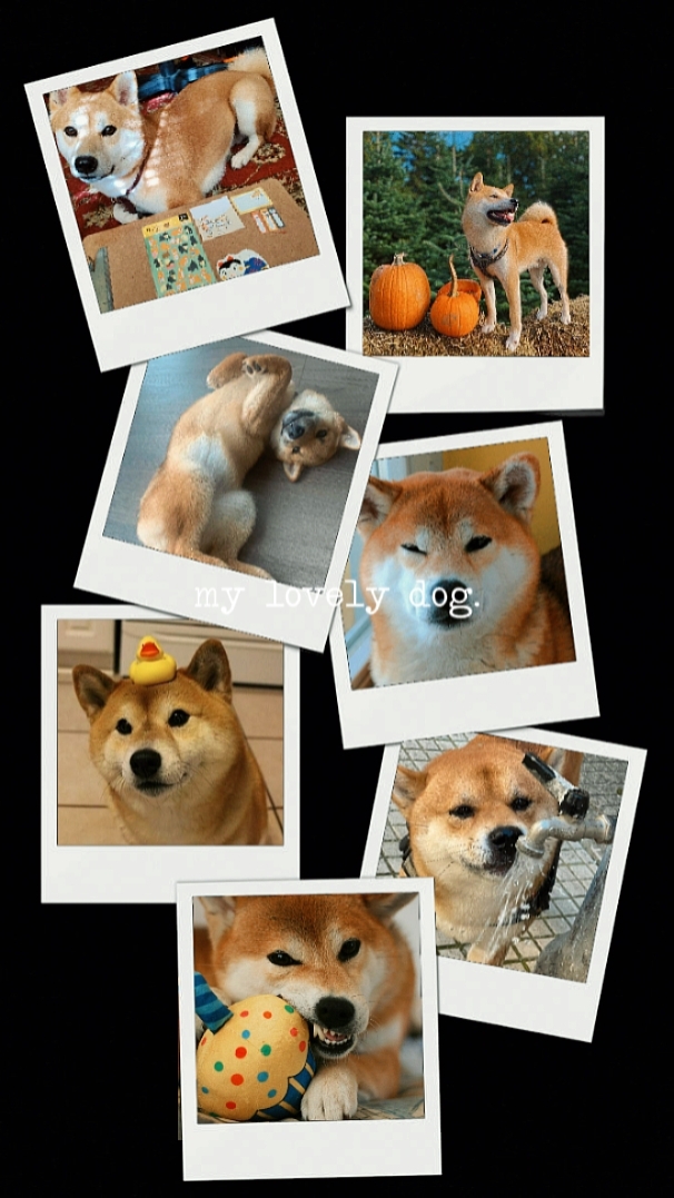 Schöner Hund