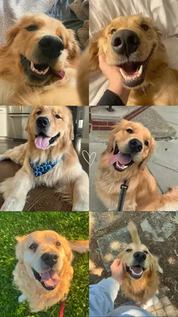 Pet moments