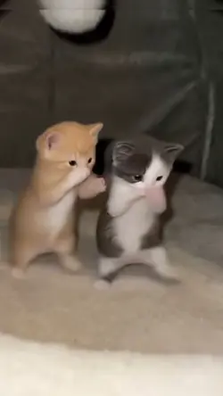 Kucing kicau mania