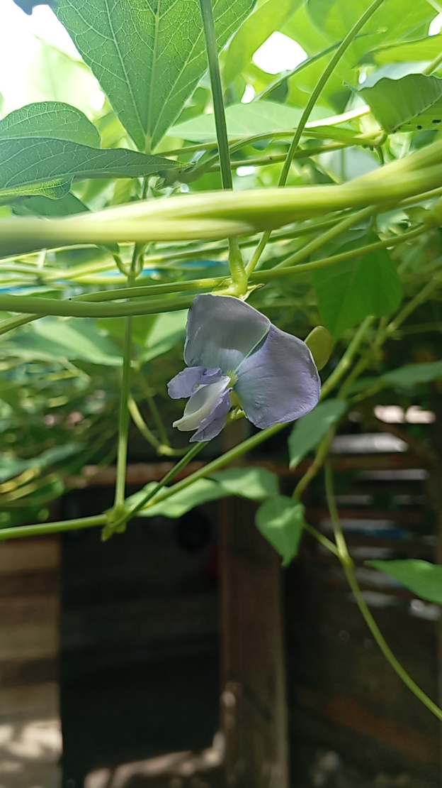 Stori kebun