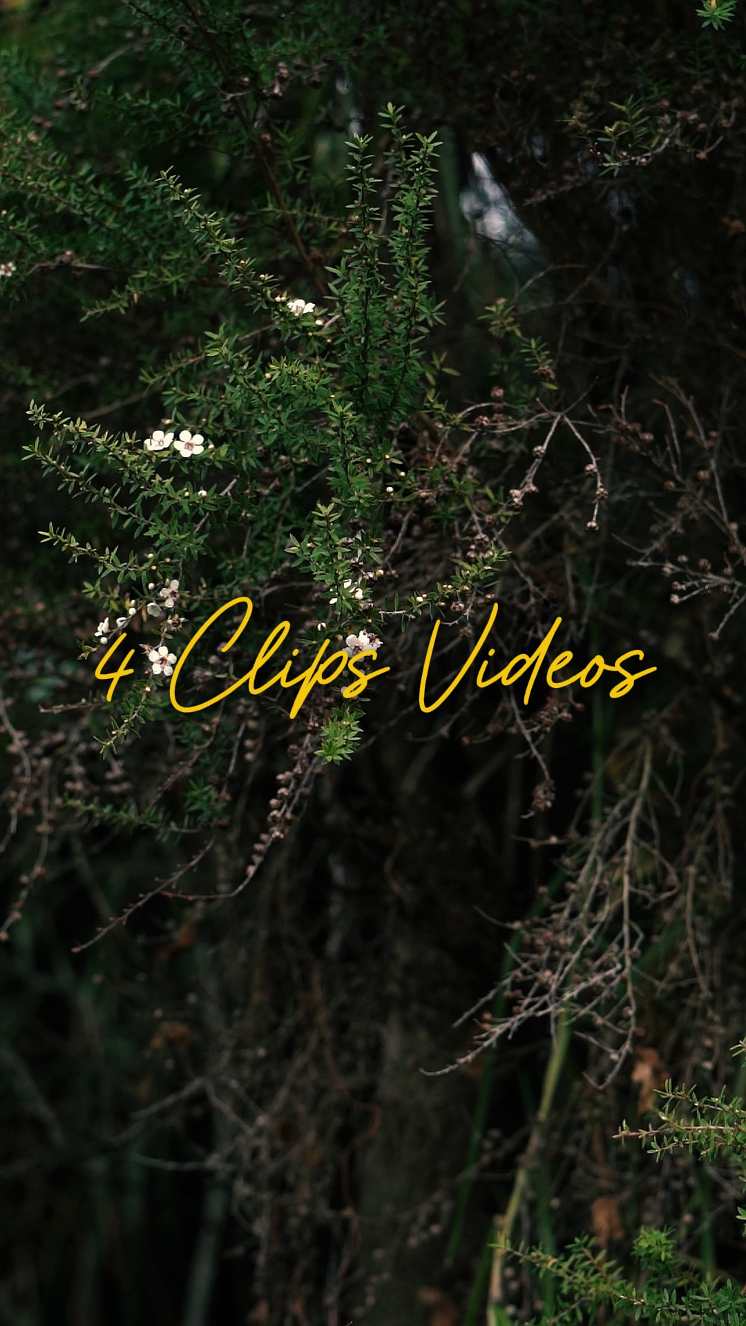 Cinématique 4 Vidéos