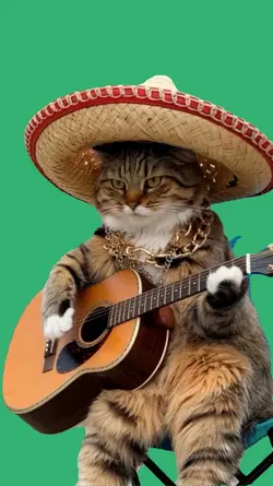 cat guitar 