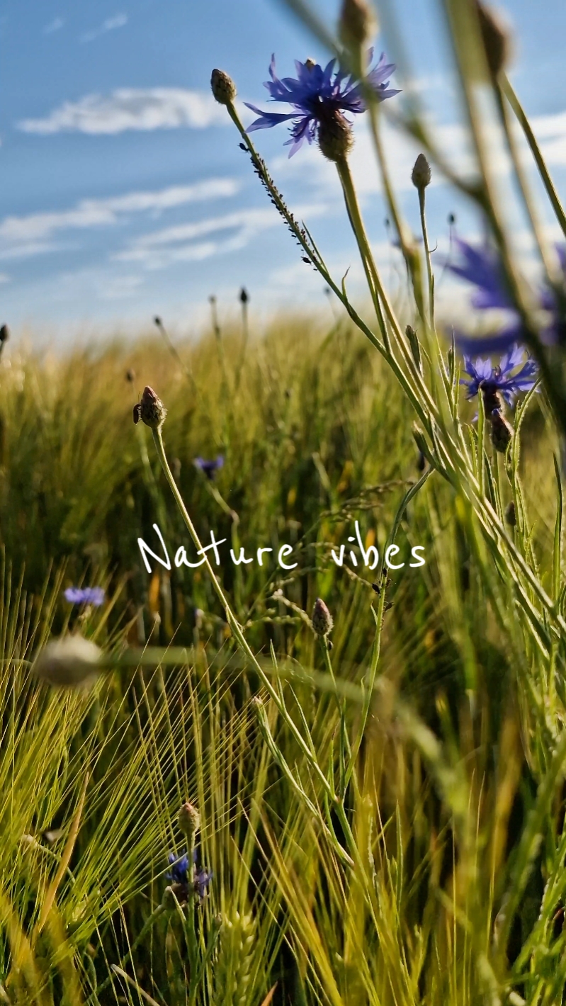 Vibraciones de la naturaleza 