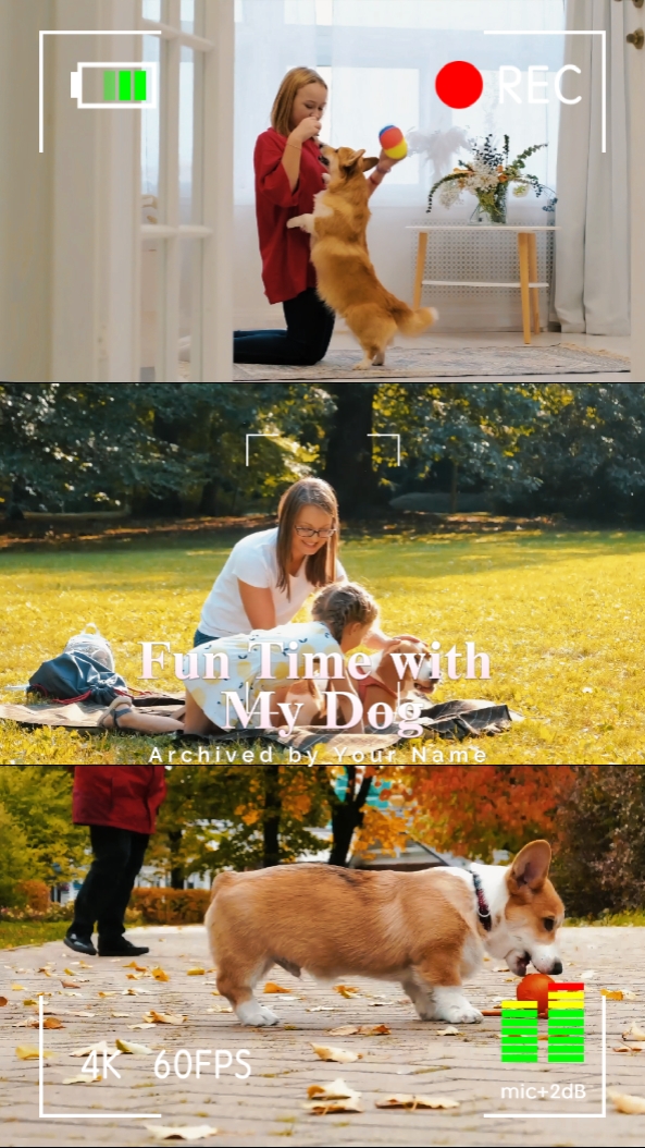 Tempo divertido com meu cachorro