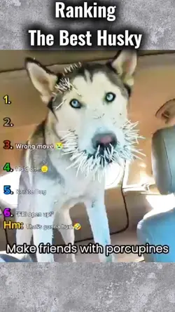 Best Husky 