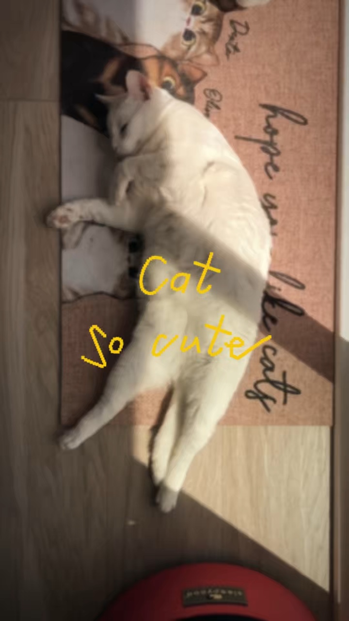 Cat so cute 