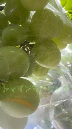 シャインマスカット豊作