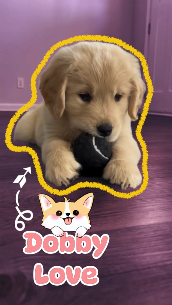 Cão de estimação introdução