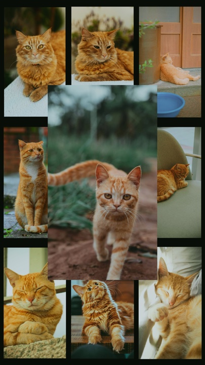 Chat adorable