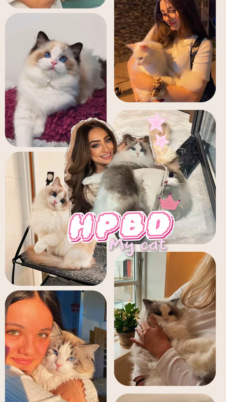 Birthday my cat 