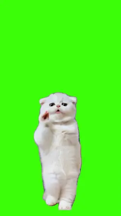 Cat/Gato.