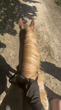 Horse slow mo