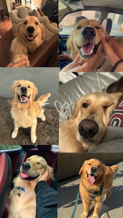 Mi perro