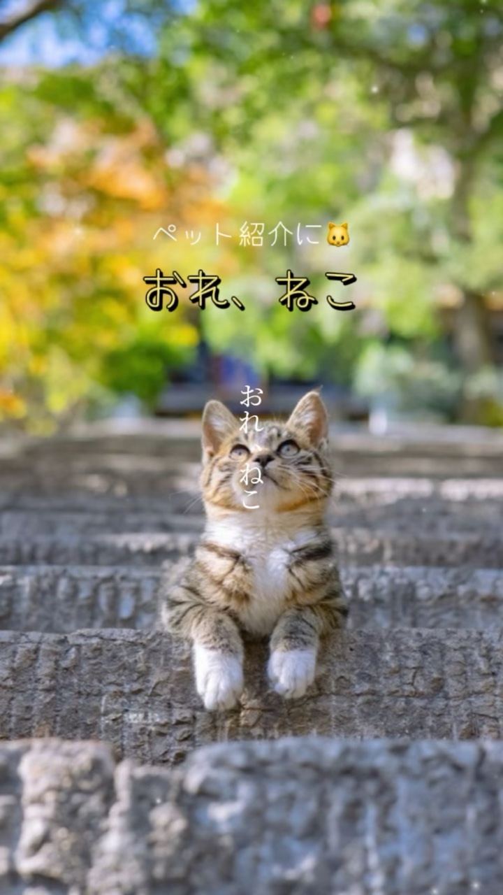 愛猫紹介に🐱おれ、ねこ