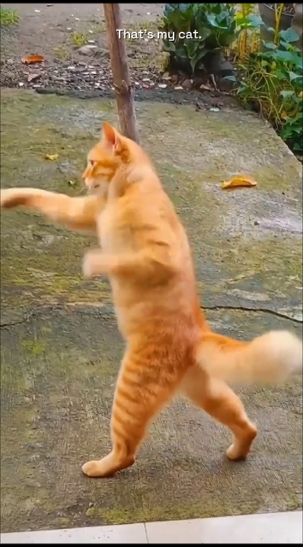 Training Cat 