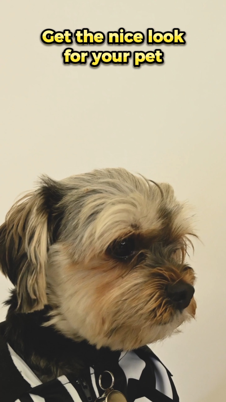 Marca Divertida Para El Aseo De Mascotas Estilo TT