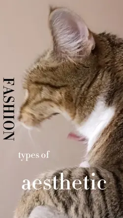 13 dnbcat
