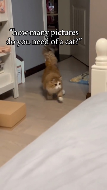 Photos de votre chat